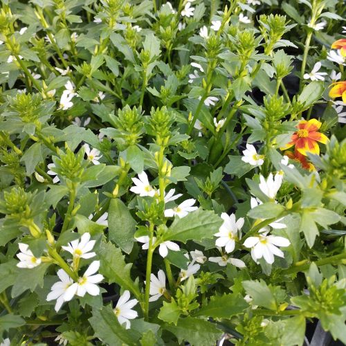 Scaevola Early Compact White