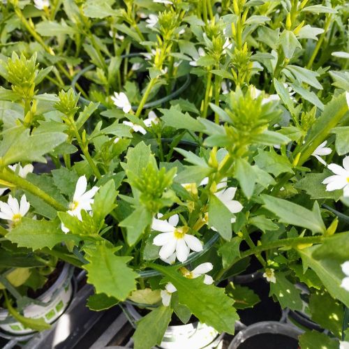 Scaevola Early Compact White