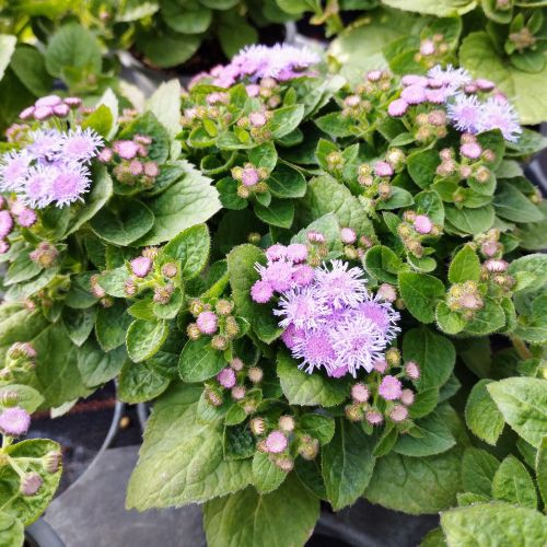 Ageratum Aguilera Blue