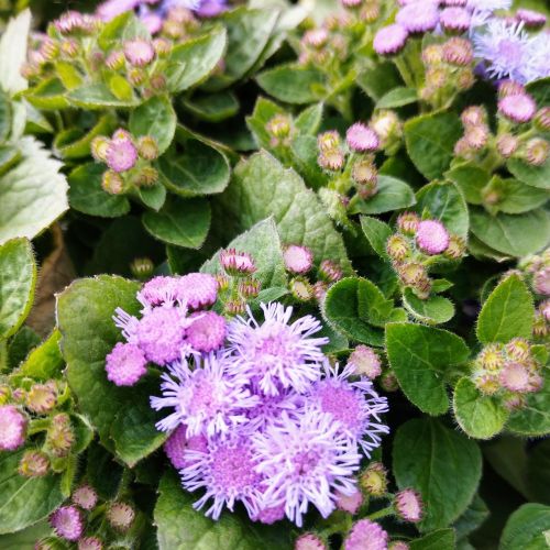 Ageratum Aguilera Blue