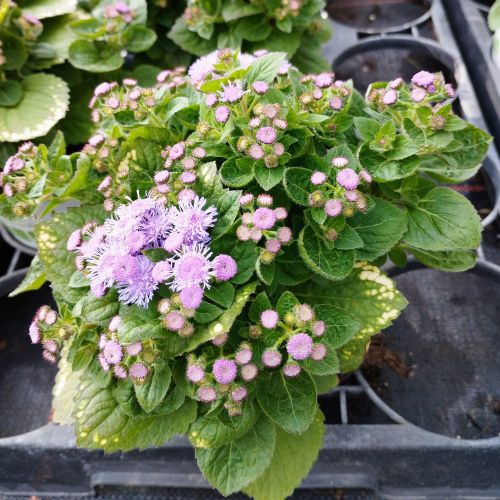 Ageratum Aguilera Blue