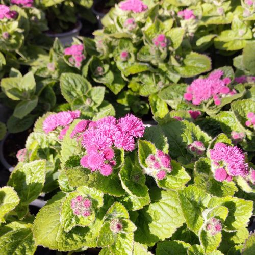 Ageratum Aguilera Purple