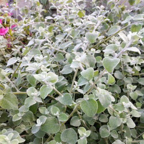 Helichrysum Lanatum Silver Leaf