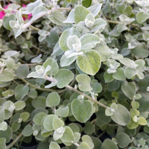 Helichrysum Lanatum Silver Leaf