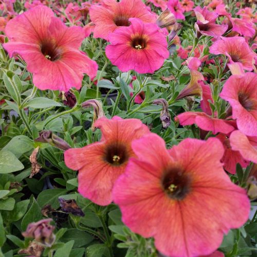 Petunia Petchoa Beautical Cinnamon
