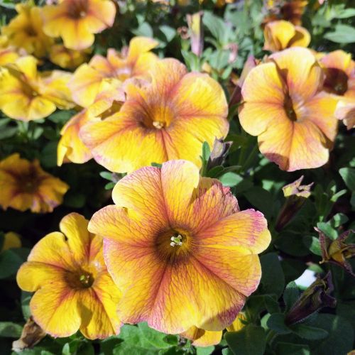 Petunia Petchoa Interspecific Beautical Caramel Yellow