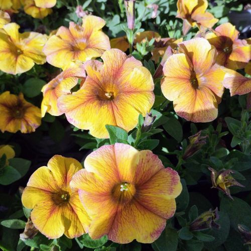 Petunia Petchoa Interspecific Beautical Caramel Yellow