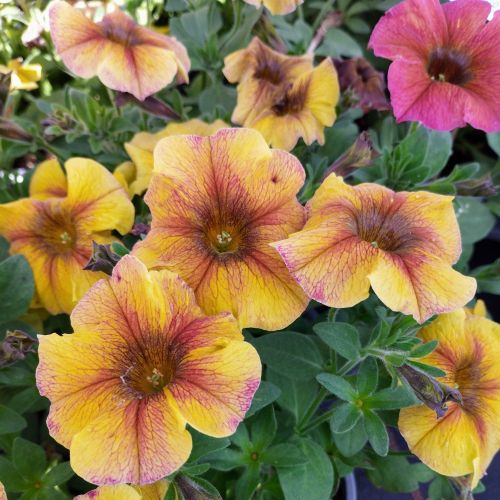Petunia Petchoa Interspecific Beautical Caramel Yellow