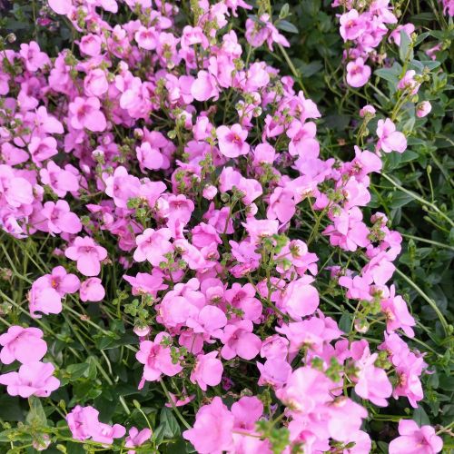 Diascia Genta Pink