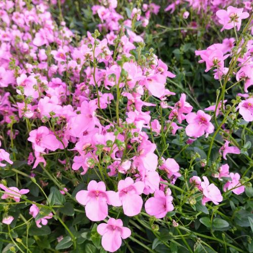 Diascia Genta Pink