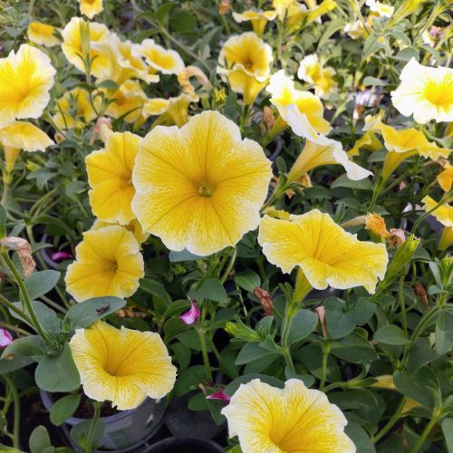 Petunia Cascadias Indian Summer