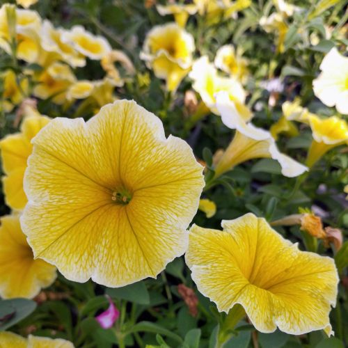 Petunia Cascadias Indian Summer