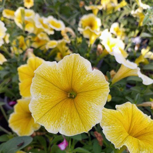 Petunia Cascadias Indian Summer