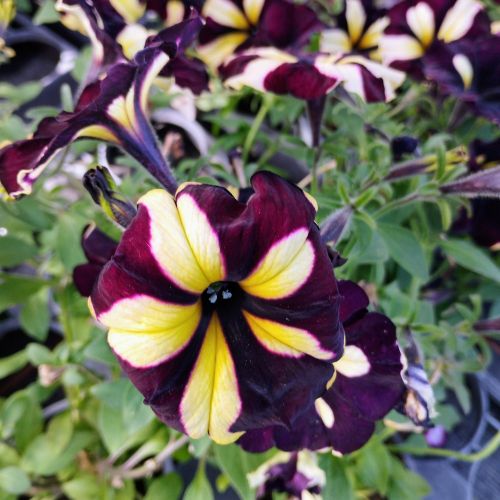 Petunia Mystical Phantom (Noir Et Jaune)