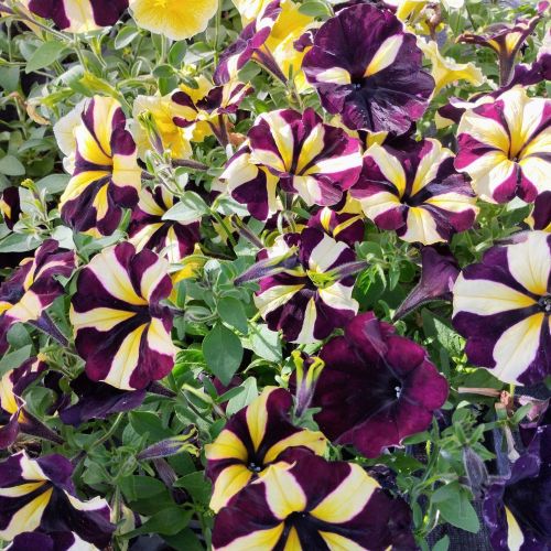 Petunia Mystical Phantom (Noir Et Jaune)