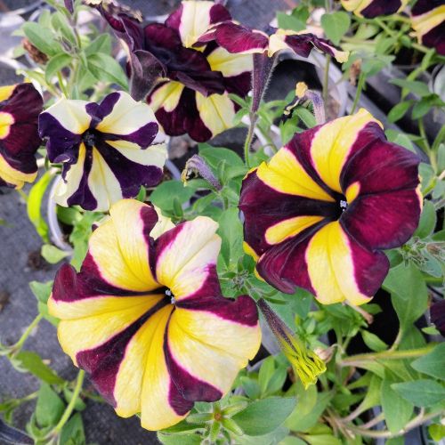 Petunia Mystical Phantom (Noir Et Jaune)