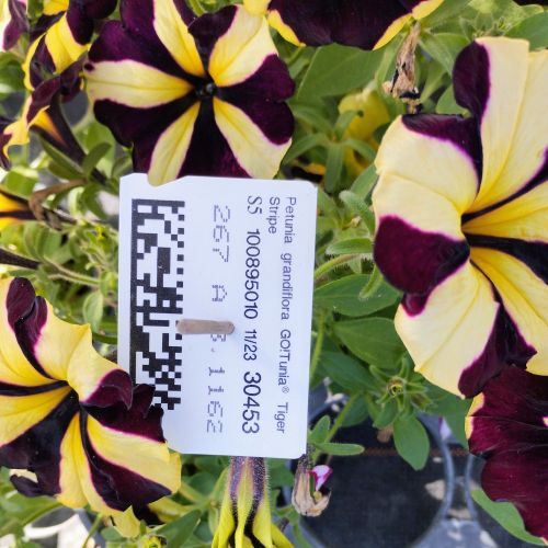 Petunia Mystical Phantom (Noir Et Jaune)