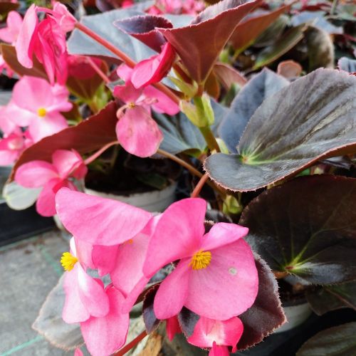 Begonia Big Rose clair Megawatt pink bronze leaf