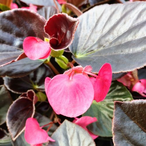 Begonia Big Rose clair Megawatt pink bronze leaf