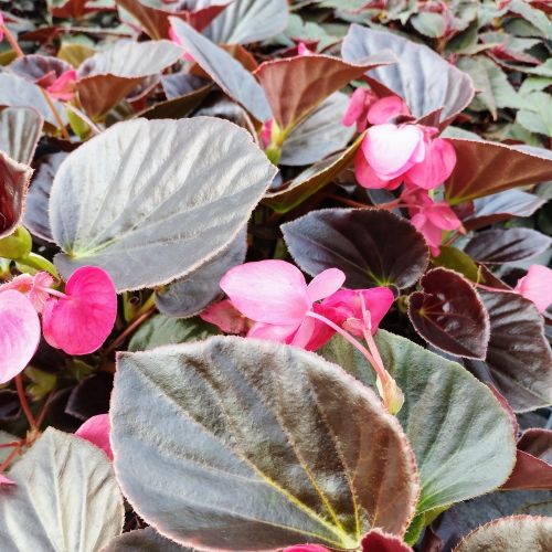 Begonia Big Rose clair Megawatt pink bronze leaf