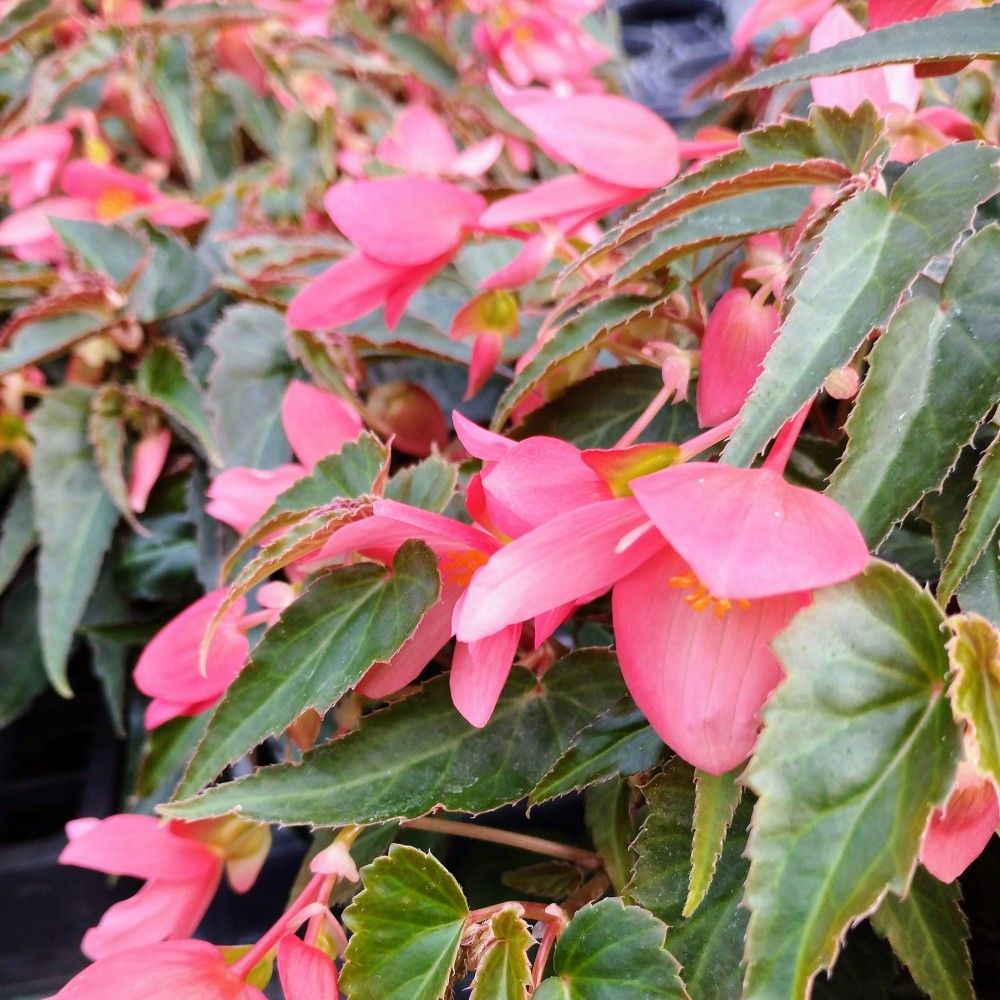 Begonia Boliviensis Bossa Nova Rose