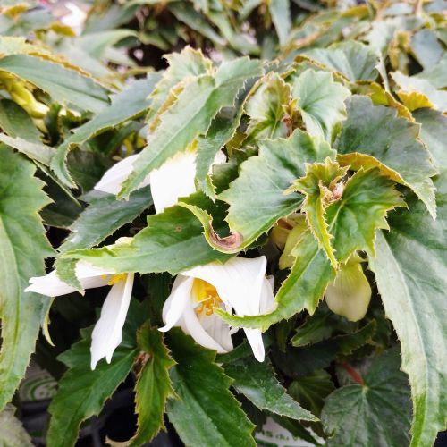 Begonia Summerwings White