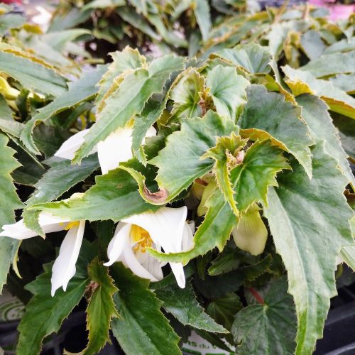 Begonia Summerwings White