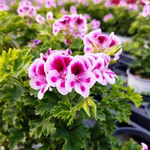 Pelargonium Pac Candy Flower Bicolor