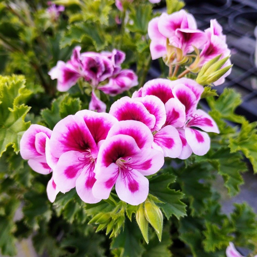 Pelargonium Pac Candy Flower Bicolor