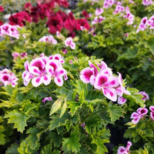 Pelargonium Pac Candy Flower Bicolor