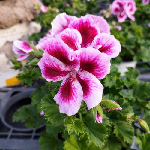 Pelargonium Pac Candy Flower Bicolor