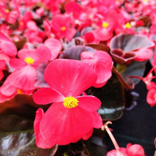 Begonia Semperflorens Mascotte Scarlet Improved