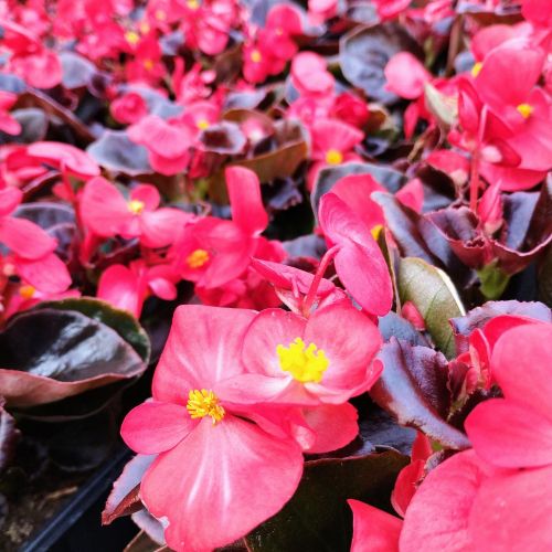 Begonia Semperflorens Mascotte Scarlet Improved