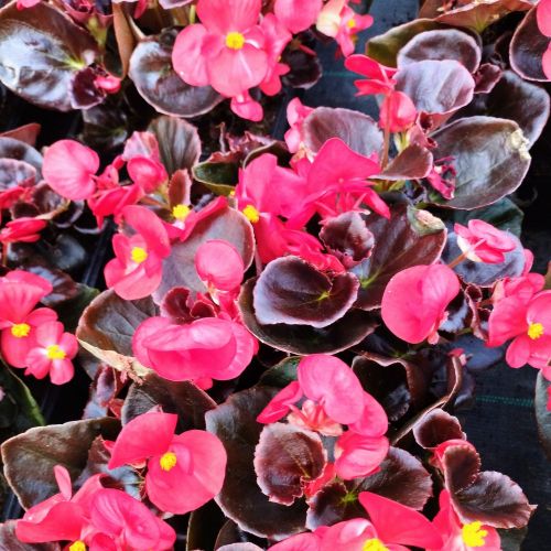 Begonia Semperflorens Mascotte Scarlet Improved