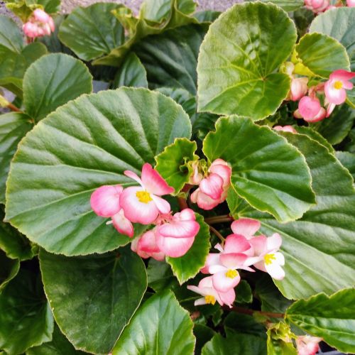 Begonia Big Rose clair Megawatt pink green leaf