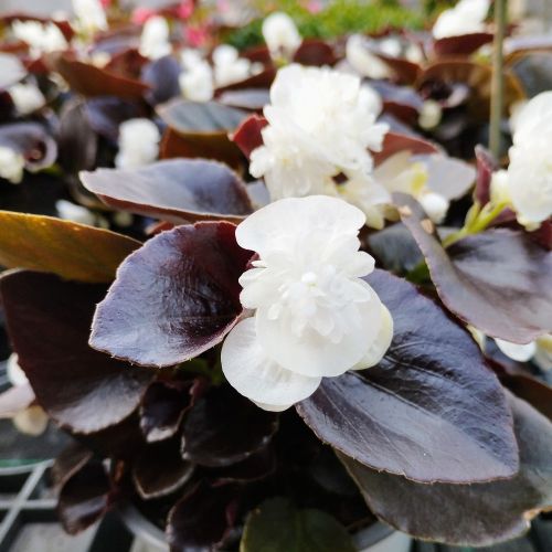 Begonia double gumdrop coco White