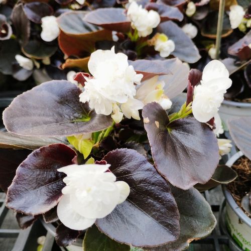 Begonia double gumdrop coco White