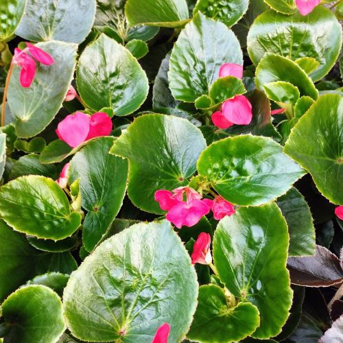 Begonia Big Red Green Leaf