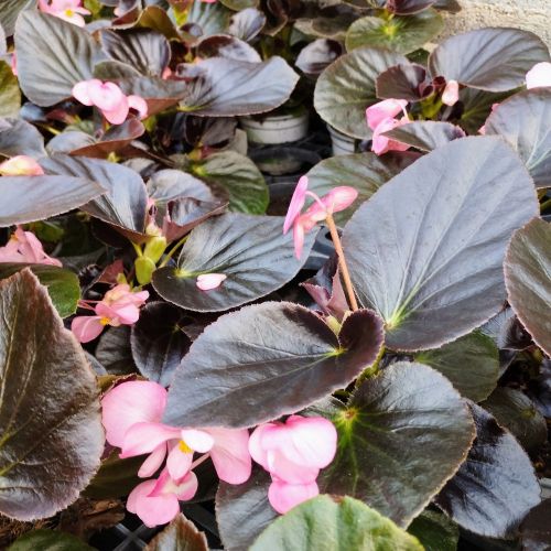 Begonia Big Rose clair Megawatt pink bronze leaf