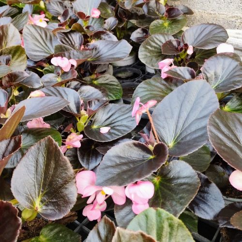 Begonia Big Rose clair Megawatt pink bronze leaf