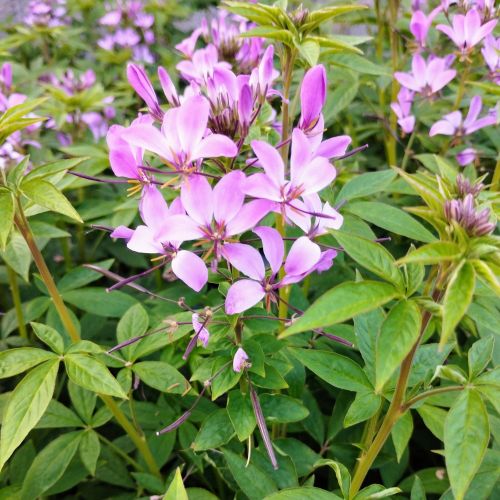 Cleome Clio Magenta