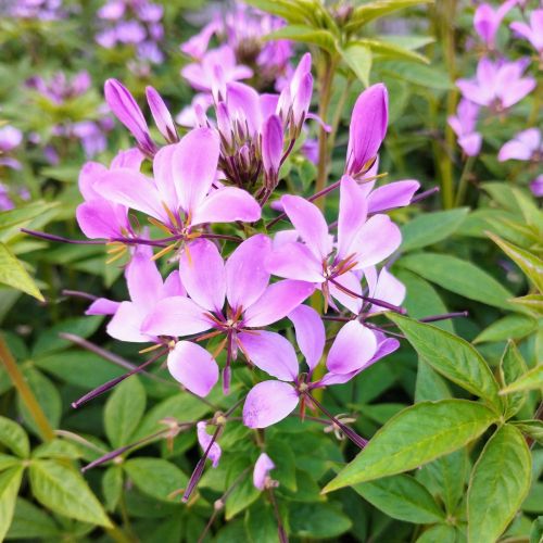 Cleome Clio Magenta