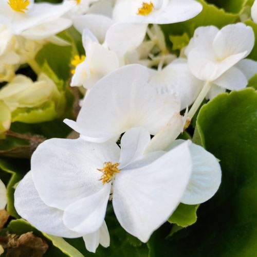 Begonia Semperflorens Mascotte White