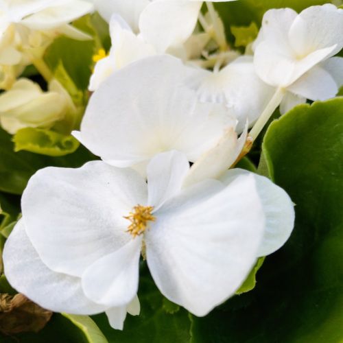 Begonia Semperflorens Mascotte White