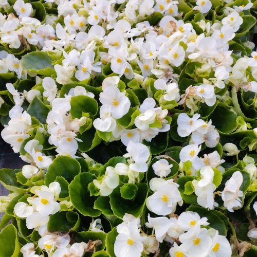 Begonia Semperflorens Mascotte White