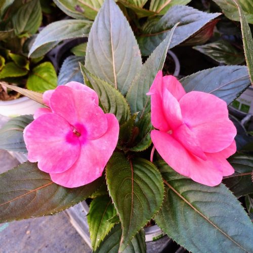 Impatiens De Nouvelle Guinee Sonic Light Lavender