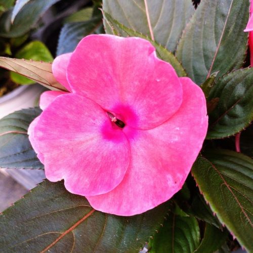 Impatiens De Nouvelle Guinee Sonic Light Lavender