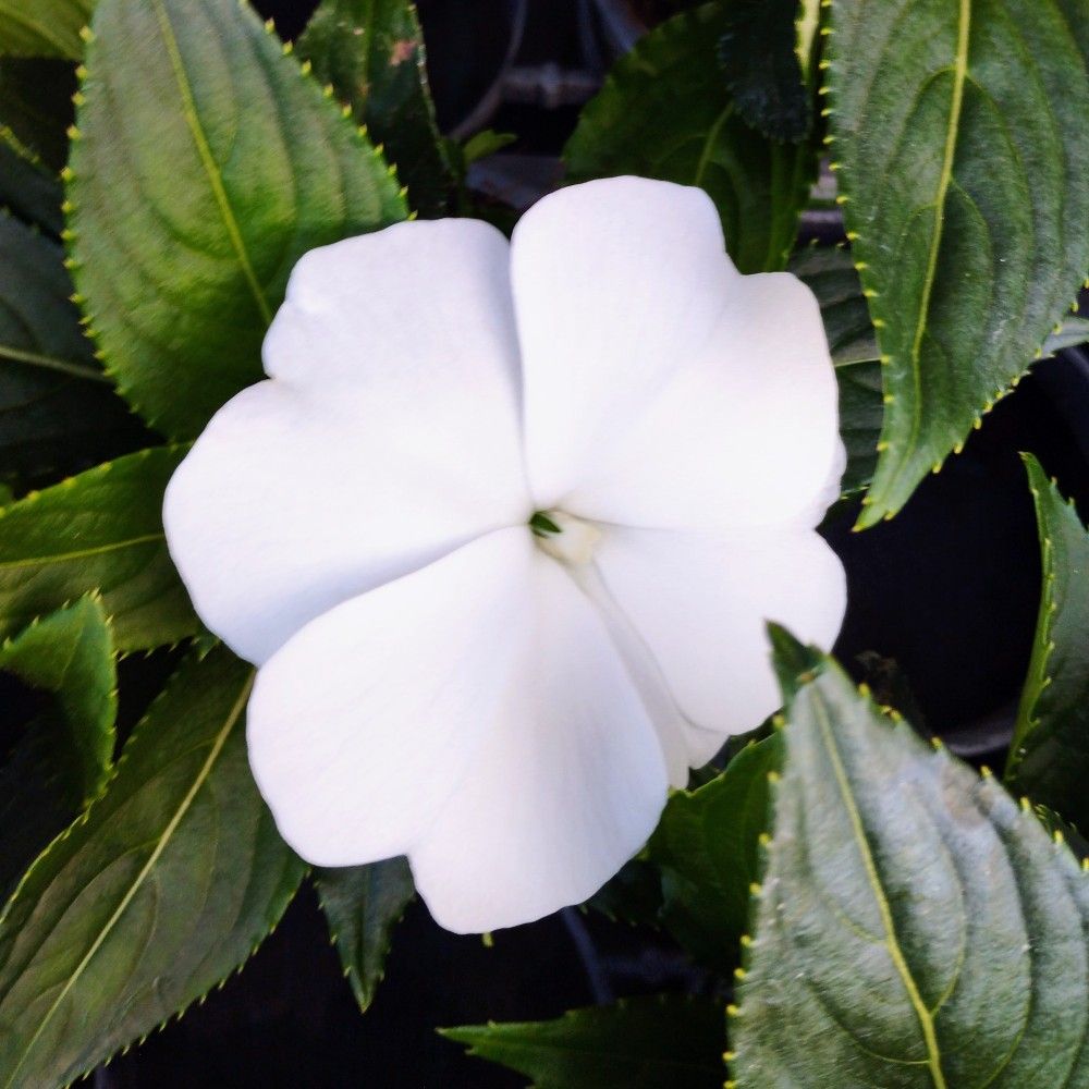 Impatiens De Nouvelle Guinee Sonic White