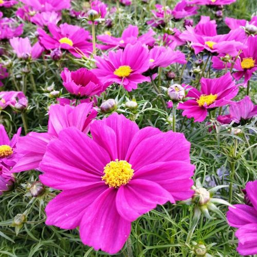 Cosmos Bipinnatus Casanova Violet