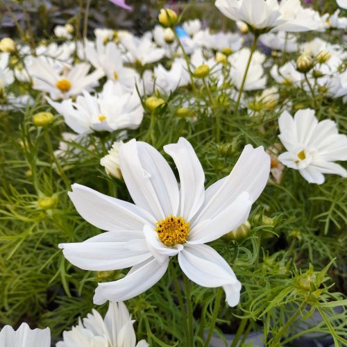 Cosmos Cantale White